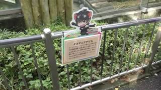 Tasmanian devil (Tama Zoological Park, Tokyo, Japan) September 23, 2017
