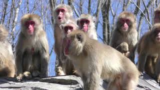 Japanese macaque (Matsumoto AlpsPark Forest of birds and small animals, Nagano, Japan) April 4, 2019