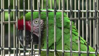 Blue-green macaw (Higashiyama Zoo and Botanical Gardens, Aichi, Japan) July 22, 2021