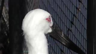 Japanese white stork (Ueno Zoological Gardens, Tokyo, Japan) January 7, 2018
