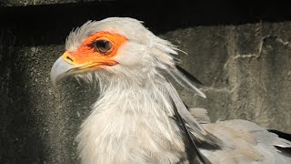 Secretary bird (Chiba Zoological Park, Chiba, Japan) September 17, 2020