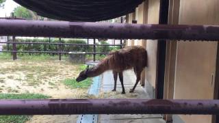 Llama (Toyohashi Zoo and Botanical Park, Aichi, Japan) August 5, 2017