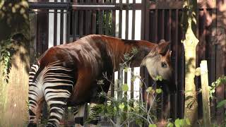 Okapi (Kanazawa Zoological Gardens, Kanagawa, Japan) November 26, 2017