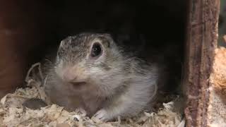 ジュウサンボンセンジリス (めっちゃおもろい動物園) 2021年10月7日