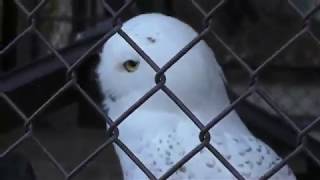Snowy owl (Suzaka Zoo, Nagano, Japan) November 3, 2018