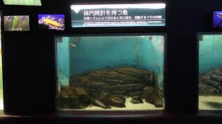 海のさかな水槽「体内時計を持つ魚」 (神戸市立須磨海浜水族園) 2018年12月21日