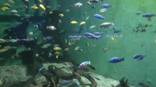 マラウイ湖の魚たち (志摩マリンランド) 2018年1月2日