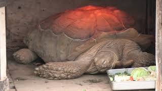 African spurred tortoise (Akiyoshidai Safari Land, Yamaguchi, Japan) December 3, 2019
