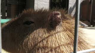 カピバラ (イングランドの丘) 2022年8月19日