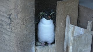 キタイワトビペンギン (東山動植物園) 2019年1月22日