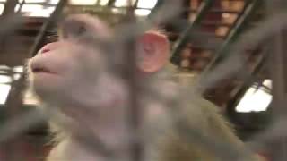 Bonnet macaque (Nasu World Monkey Park, Tochigi, Japan) December 7, 2018