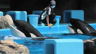 Killer Whale (Port of Nagoya Public Aquarium, Aichi, Japan) July 23, 2021