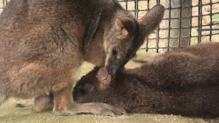 Parma wallaby (TOBU ZOO, Saitama, Japan) September 18, 2020