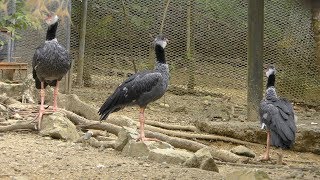 Northern screamer & White peafowl (Neo Park Okinawa, Okinawa, Japan) May 9, 2019