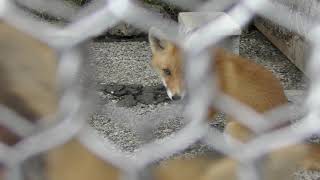 Baby fox (Northern Fox Ranch, Hokkaido, Japan) June 27, 2019