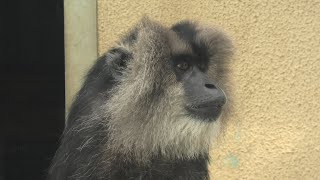 Lion-tailed macaque (TOBU ZOO, Saitama, Japan) September 18, 2020