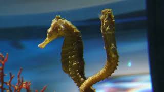 Slender seahorse & Seahorse | The Fluctuation of Life (átoa, Hyogo, Japan) October 30, 2021