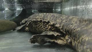 Japanese giant salamander (Yamagata Freshwater fish Aquarium, Ibaraki, Japan) August 1, 2019
