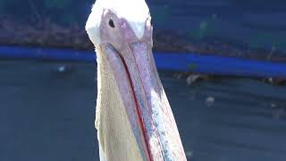 モモイロペリカン と コシベニペリカン (掛川花鳥園) 2022年7月30日
