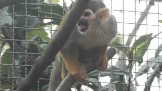 Common Squirrel Monkey (MISAKI KOEN Amusement Park, Osaka, Japan) January 19, 2020