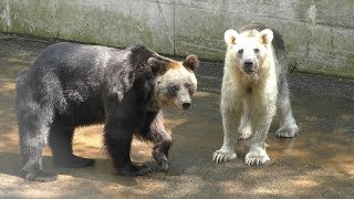 Three Brown bears (Ashino Children's Zoo, Aomori, Japan) August 7, 2019