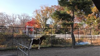 ポニー の『すみれ』 (小諸市動物園) 2018年11月11日