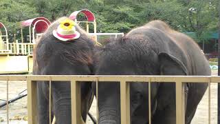 Asian elephant (Ichihara Elephant Kingdom, Chiba, Japan) August 4, 2018