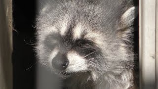 Common raccoon (Higashiyama Zoo and Botanical Gardens, Aichi, Japan) January 22, 2019