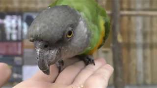 ネズミガシラハネナガインコ　Senegal parrot
