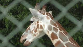 Reticulated giraffe (Fukuoka Municipal Zoo and Botanical Garden, Fukuoka, Japan) April 23, 2019