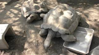 Tortoise (Yuki Zoo, Yamanashi, Japan) September 23, 2018