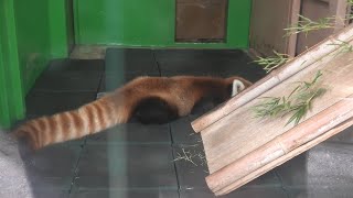 Lesser panda (TOBU ZOO, Saitama, Japan) September 18, 2020