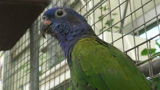 アケボノインコ (掛川花鳥園) 2022年7月30日