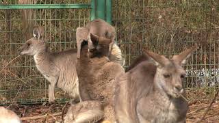 Eastern grey kangaroo (Saitama Children's Zoo, Saitama, Japan) February 3, 2018