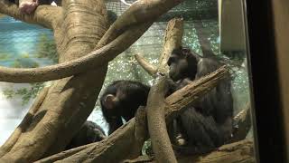 Chimpanzee (Yokohama Zoological Gardens 