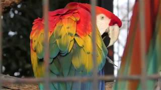 Scarlet Macaw (Saitama Children's Zoo, Saitama, Japan) February 3, 2018