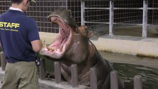 Hippopotamus (Ueno Zoological Gardens, Tokyo, Japan) August 10, 2018