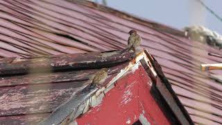 Tree Sparrow (Teuri island, Hokkaido, Japan) June 22, 2019
