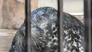 Harbor Seal (Ueno Zoological Gardens, Tokyo, Japan) September 11, 2020