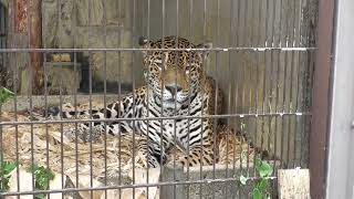 ジャガー の『アスカ』 (東山動植物園) 2023年6月25日