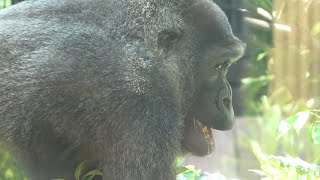 Western gorilla (Kyoto City Zoo, Kyoto, Japan) September 1, 2020
