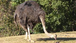 Common ostrich (Toyohashi Zoo and Botanical Park, Aichi, Japan) January 4, 2018