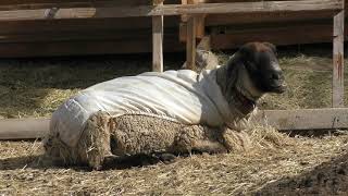 Goat & Sheep (Aichi Farm, Aichi, Japan) January 24, 2019