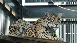 Jaguar Parent and child (Wanpark Kochi Animal Land, Kochi, Japan) December 21, 2019