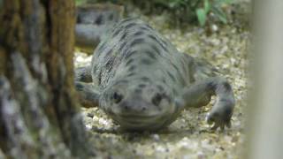 Sharp-ribbed salamander (Tokyo Tower Aquarium, Tokyo, Japan) September 21, 2018