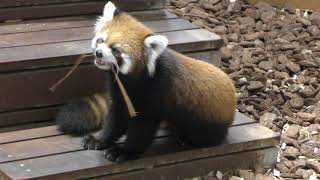 レッサーパンダ の『ニコ』 (日本平動物園) 2018年8月5日