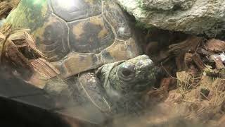Greek tortoise (Higashiyama Zoo and Botanical Gardens, Aichi, Japan) July 22, 2021