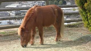 Pony (Uda Animal Park, Nara, Japan) March 20, 2019