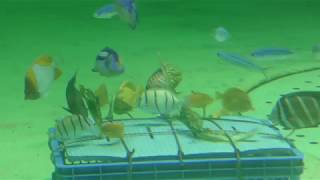 ジュゴン水槽の魚たち (鳥羽水族館) 2018年1月1日