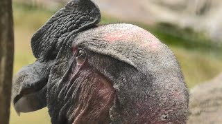 Andean condor (TOBU ZOO, Saitama, Japan) September 18, 2020